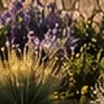Planting: Lavender and grasses on the terraces