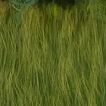Lawn: Open garden